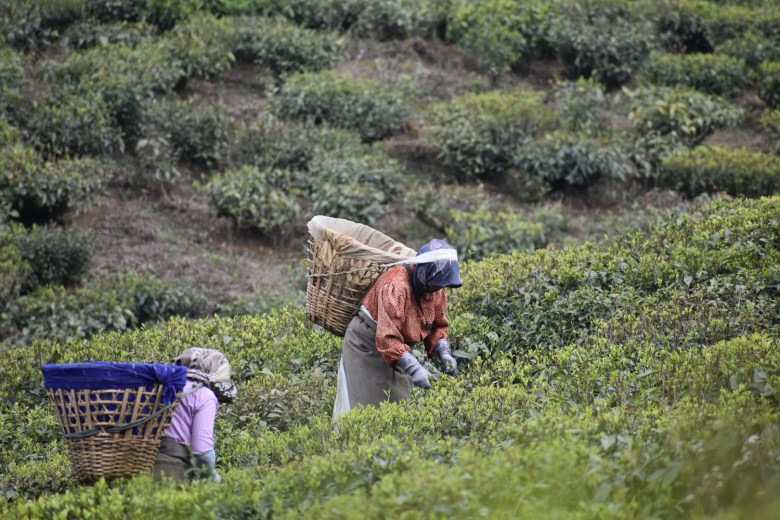 Women tea workers pluck tea with gloves on, baskets on their backs, and cloth hoods shielding their heads from the sun at Margaret's Hope Tea Garden (Goodricke Company) in Darjeeling, India, on April 7, 2023.