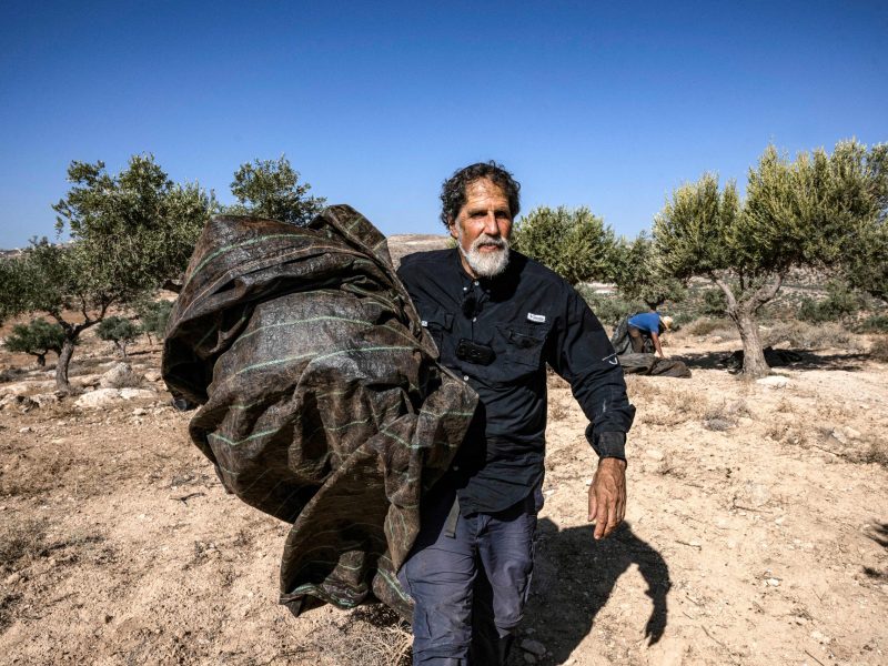 US-born Israeli Reform Jewish rabbi Arik Ascherman, a member of the Israeli human rights organization "Rabbis for Human Rights", helps Palestinians during the olive harvest at a grove outside Ramallah in the occupied West Bank on November 9, 2023. Photo by ARIS MESSINIS/AFP via Getty Images