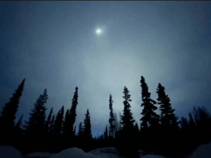 The silhouette of evergreen trees against the pale light of the moon